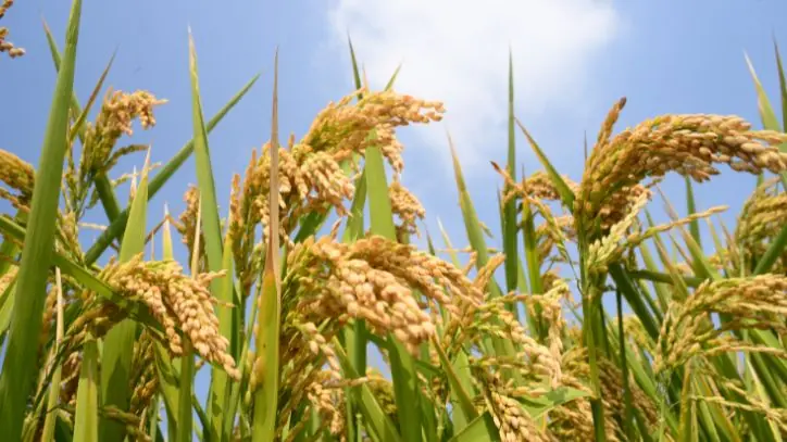 rice grain plant