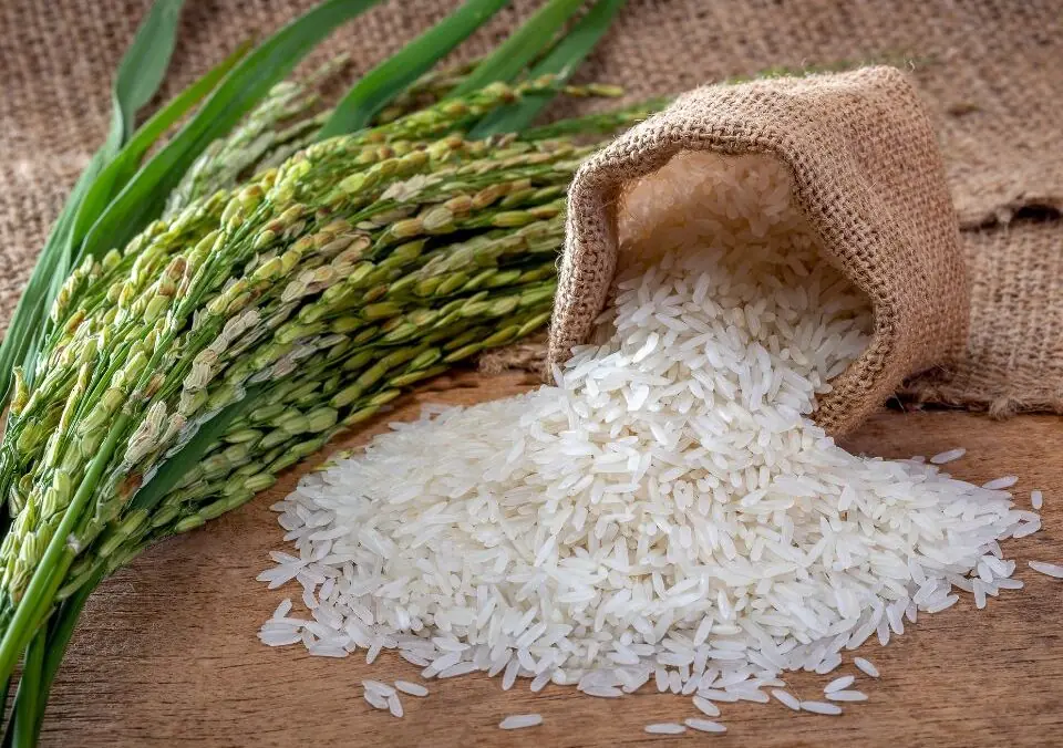 What Nutrition Does Rice Have? A Complete Guide to Rice’s Nutritional Value